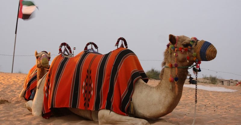 Enjoy A Vip Desert Safari Including Dune Bashing And Camel Ride! Sharjah & N. Emirates - Image 4