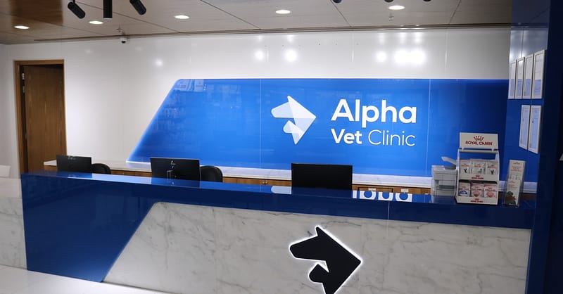 Ensure Your Pets Health With Annual Vaccination For Cat Or Dog! Dubai - Image 5
