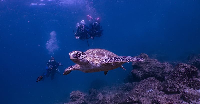 Experience Scuba Diving With Pool And Beach Dives! Dubai - Image 6