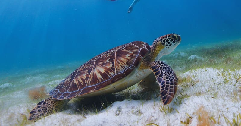 Experience Scuba Diving With Pool And Beach Dives! Dubai - Image 8