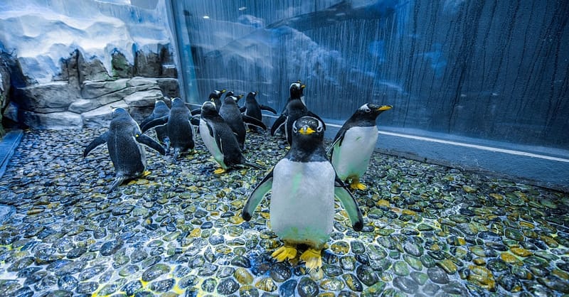 Explore Dubai Aquarium With Frame, Glow Garden, Aya Universe & More! Dubai - Image 4