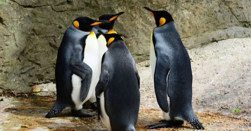 Explore Dubai Aquarium With Frame, Glow Garden, Aya Universe & More! Dubai - Image 6