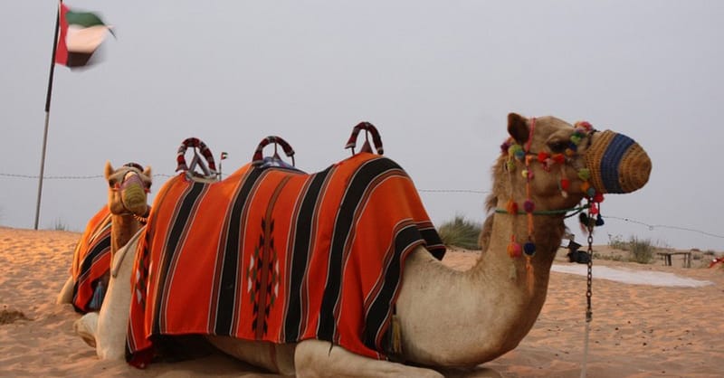 Explore The Dubai Desert Safari Adventure For Upto Four People Dubai - Image 5