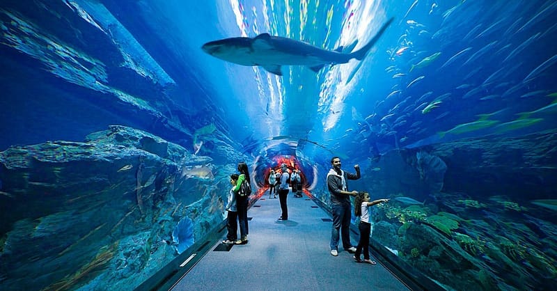 Fascinating Aquaventure Waterpark With Lost Chambers Aquarium National Deal - Image 5