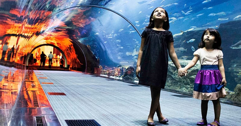 Fascinating Aquaventure Waterpark With Lost Chambers Aquarium National Deal - Image 7