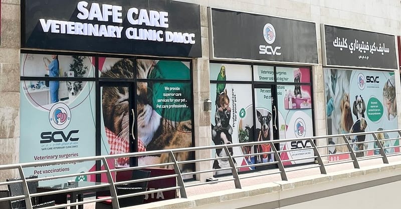 Full Cat And Dog Grooming In Jlt Dubai - Image 2