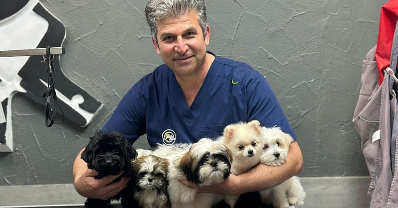 Full Cat And Dog Grooming In Jlt Dubai - Image 3