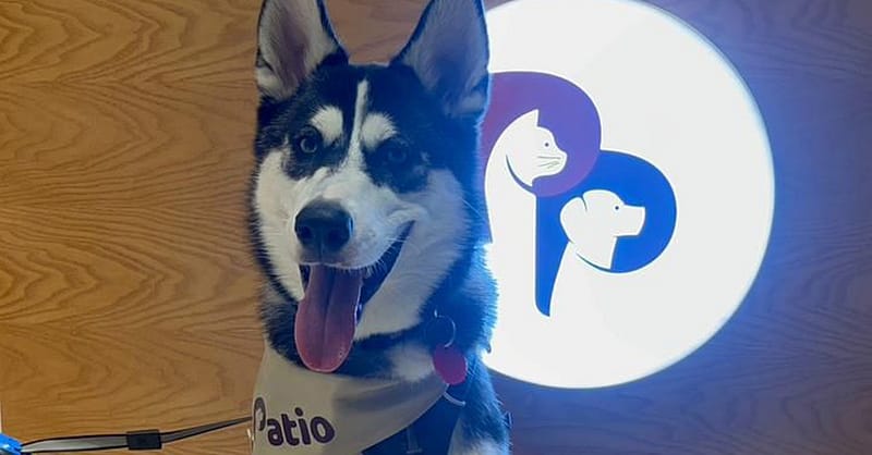 And Wag: Unleash Pet Paradise Dubai