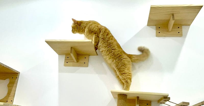 And Cats/Small Dogs Dubai