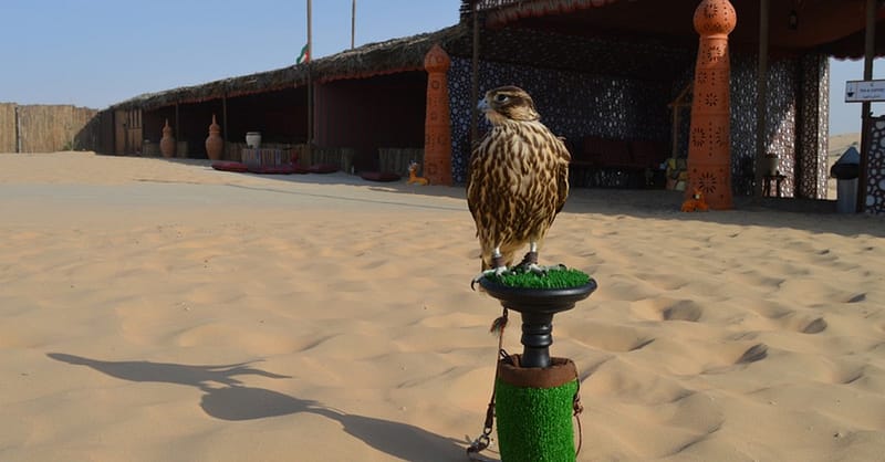 Half-Day Desert Safari Experiences With Dune Dinner, Pickup & More Abu Dhabi - Image 2