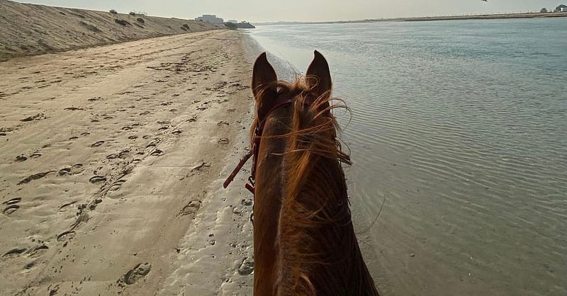 Horseback Riding By The Beach Dubai - Image 2