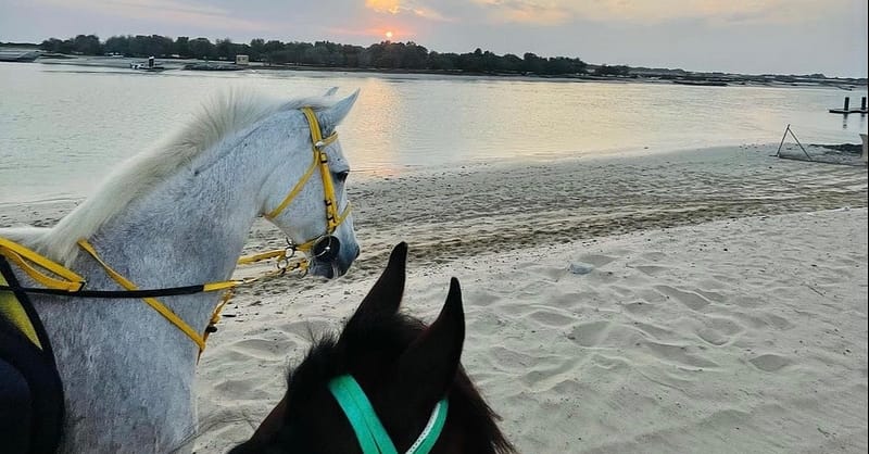 Horseback Riding By The Beach Dubai - Image 4