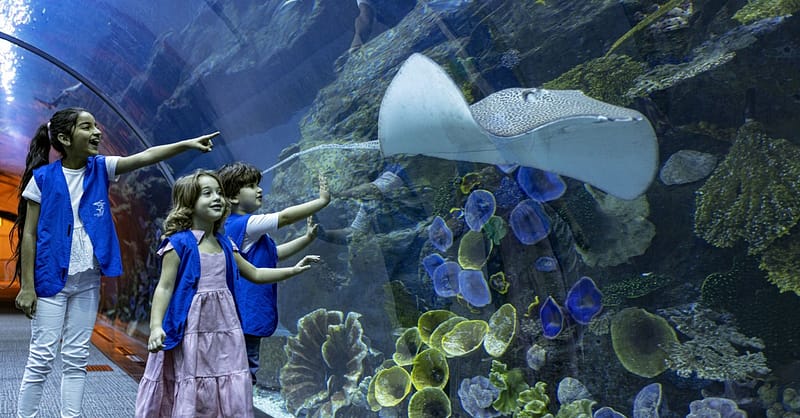 Marine Magic Awaits: Dubai Aquarium & Penguin Cove For 1, 2, Or 4! Dubai - Image 5