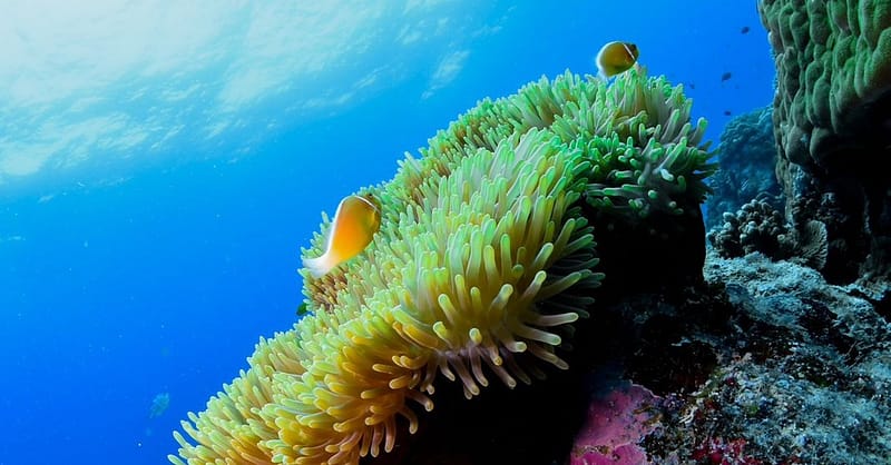 Open Water Scuba Diver Course At Goblin Diving Center Dubai - Image 2