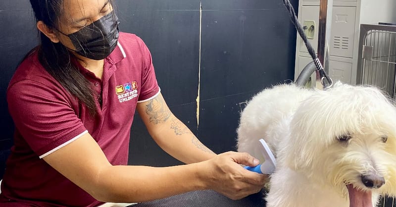 Pamper Your Furry Friends With Basic Or Full Grooming For Dogs & Cats Dubai - Image 4