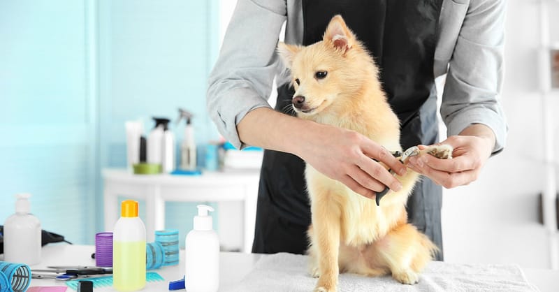 Pamper Your Furry Friends With Top-Notch Grooming For Dogs And Cats! Dubai