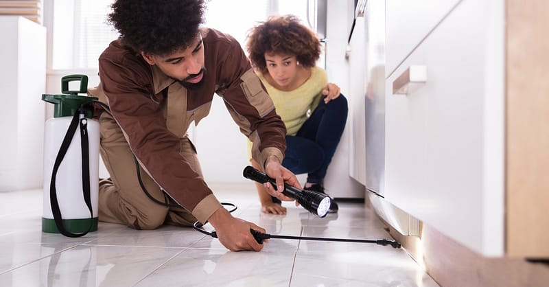 Pest Control Treatment For Kitchen