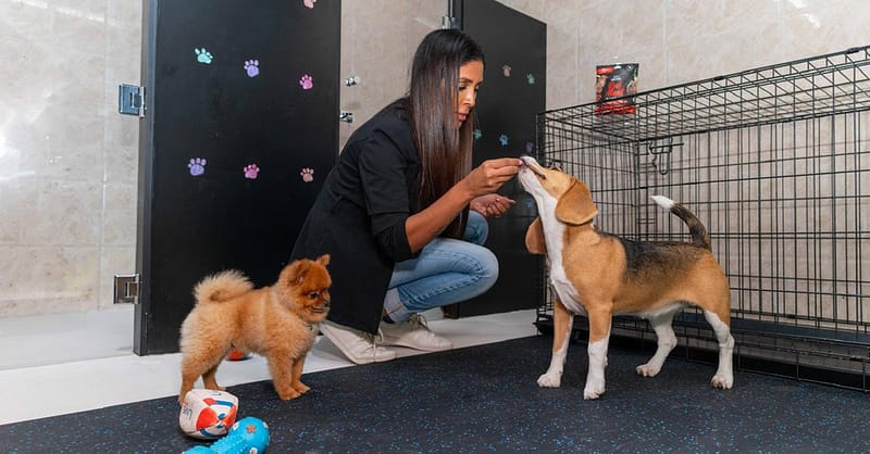 Pet Day Care At Six Pawz Pet Grooming Dubai - Image 2