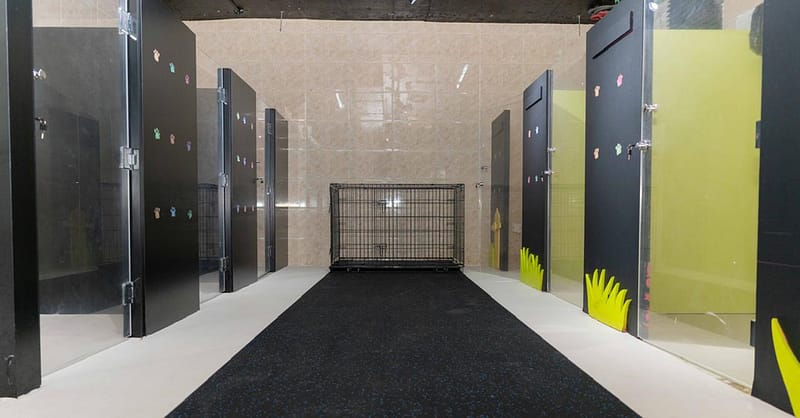 Pet Day Care At Six Pawz Pet Grooming Dubai - Image 4
