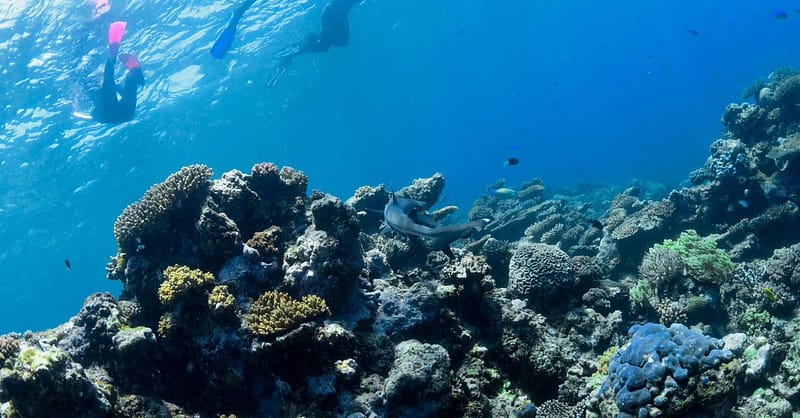 Scuba Or Fujairah Diving Or Snorkeling At Goblin Diving Center Dubai - Image 2