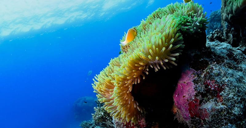 Scuba Or Fujairah Diving Or Snorkeling At Goblin Diving Center Dubai - Image 6