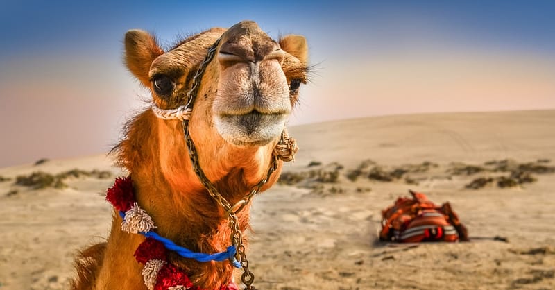 Desert Safari With Quad Biking Dubai - Image 3