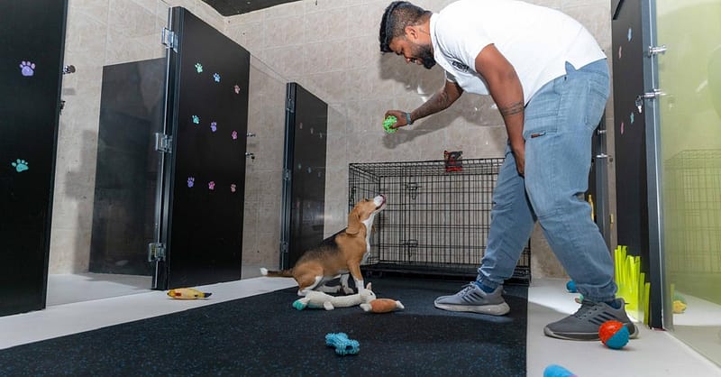 Treat Your Furry Friend To A Spa Day At Six Pawz Pet Grooming! Dubai - Image 3