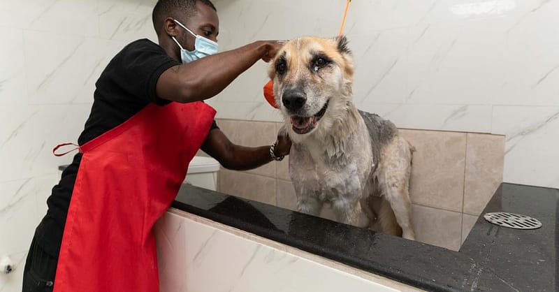 Treat Your Furry Friend To A Spa Day At Six Pawz Pet Grooming! Dubai - Image 5