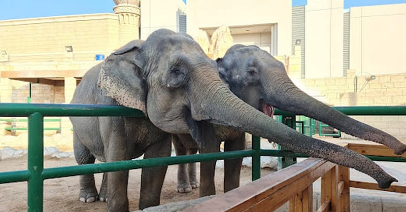Unleash Adventure: Zoo Entrance + 2 Exciting Activities For 1 Or 2! Abu Dhabi - Image 4