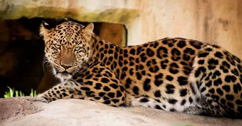 Unleash Adventure: Zoo Entrance + 2 Exciting Activities For 1 Or 2! Abu Dhabi - Image 6
