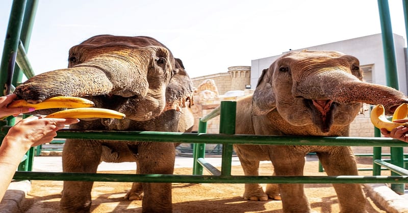 Unleash Adventure: Zoo Entrance + 2 Exciting Activities For 1 Or 2! Abu Dhabi - Image 8