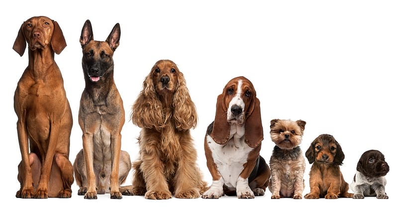 Up To 0% Off On At Al Raha Veterinary Clinic Abu Dhabi