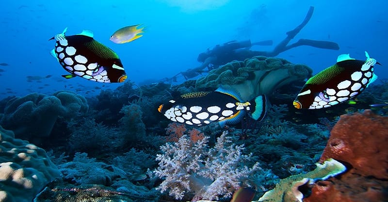 Up To 50% Off On At Orca Diving Center (Fujairah) National Deal - Image 4