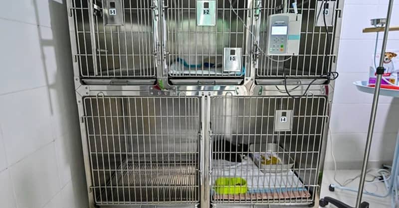 Veterinary Examination At Pet Connection Veterinary Clinic Dubai - Image 10