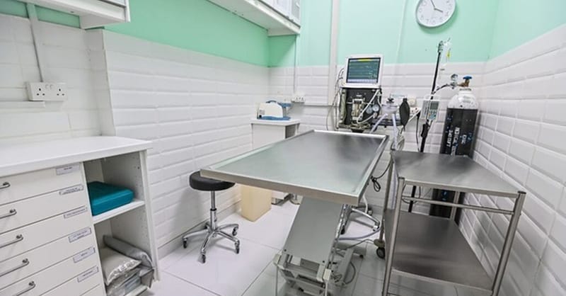 Veterinary Examination At Pet Connection Veterinary Clinic Dubai - Image 13