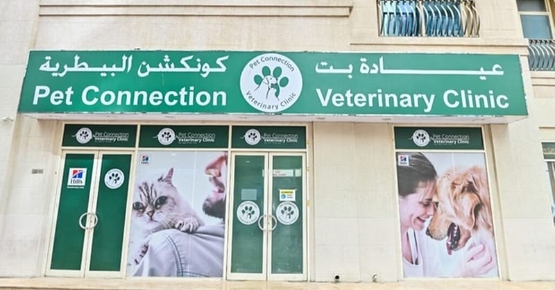 Veterinary Examination At Pet Connection Veterinary Clinic Dubai - Image 17