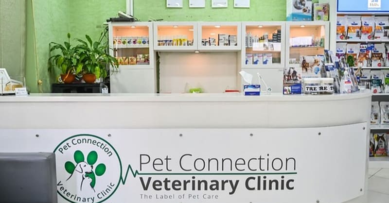 Veterinary Examination At Pet Connection Veterinary Clinic Dubai - Image 3