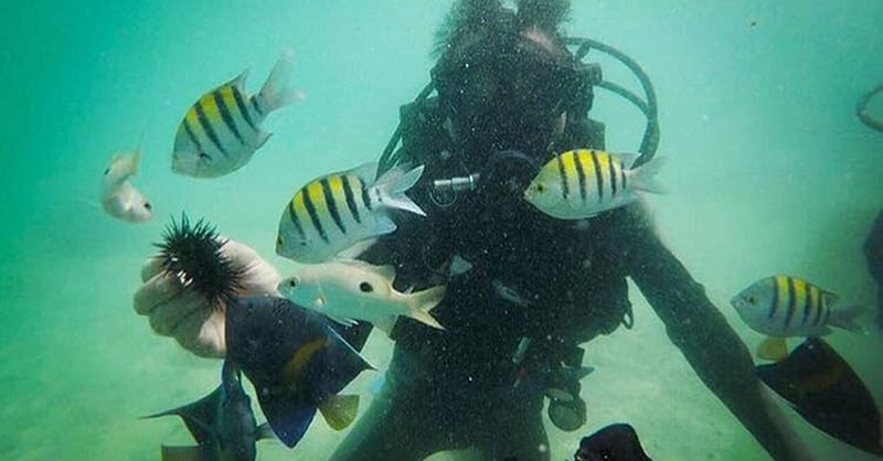 Vip Scuba Diving Tour Dubai - Image 3