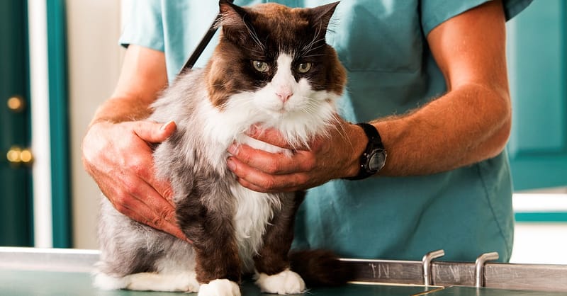 Choice Of Pet Medical Checkup