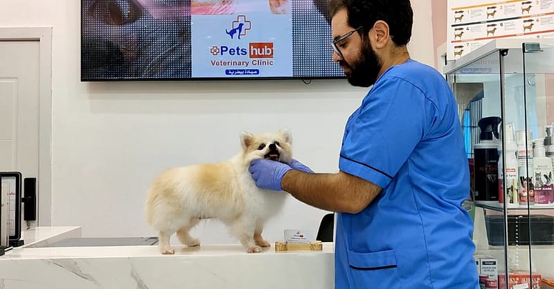 Annual Vaccination Or Full Dental Scaling For Cats & Dogs Dubai