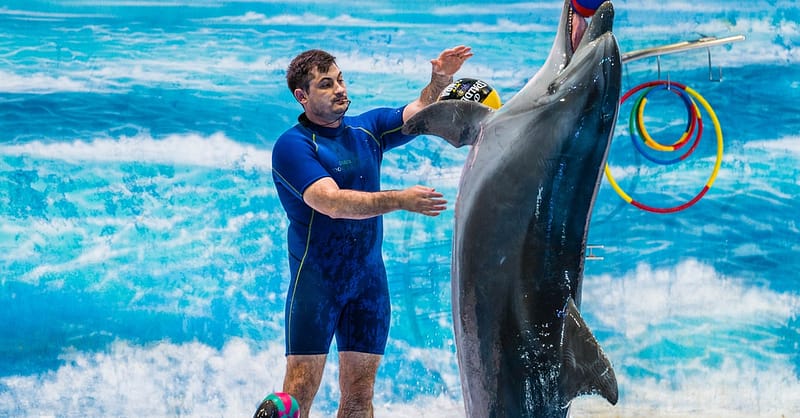 Enjoy Painting Dolphins