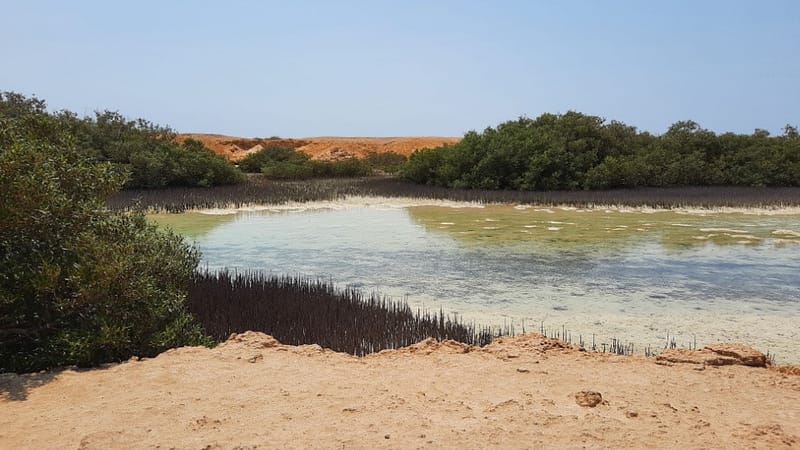 Jeep safari adventure at Nabq National Park with  camel ride and dinner - Sightseeing and Tours - Image 2