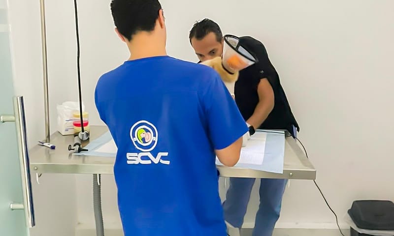 Cat And Dog Check Up And Vaccinations Dubai - Image 2