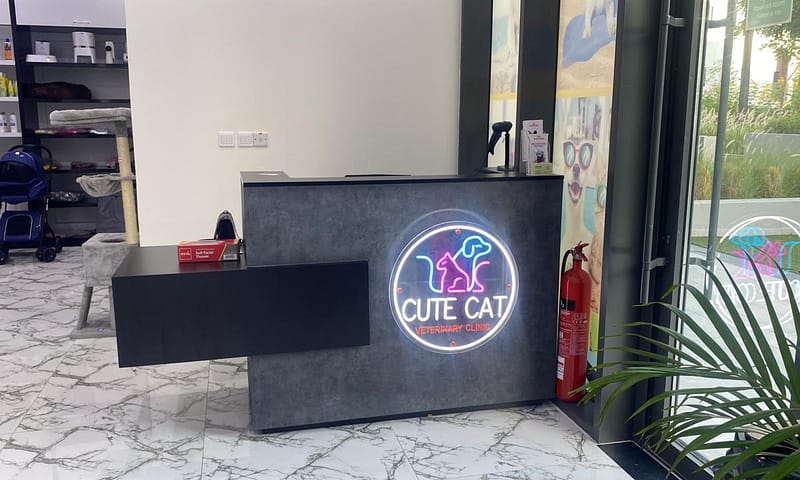 Full Grooming With Haircut At Cute Cat Veterinary Clinic Dubai - Image 5