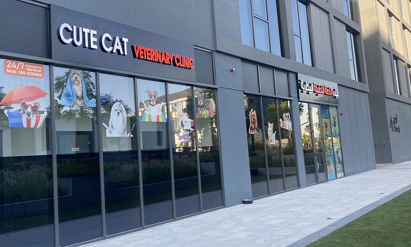 Get Specialized Vet Care For Your Pet At Cute Cat Veterinary Clinic Sharjah & N. Emirates - Image 2