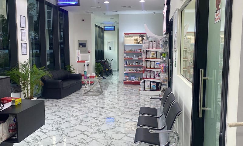 Get Specialized Vet Care For Your Pet At Cute Cat Veterinary Clinic Sharjah & N. Emirates - Image 3