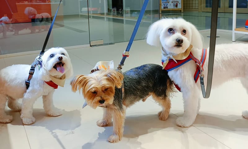Groom, Grin, And Wag: Unleash Pet Paradise Dubai - Image 3
