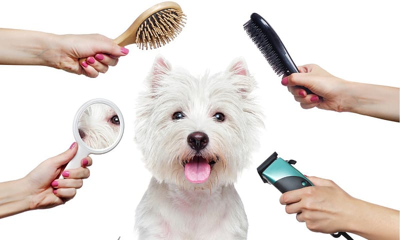Treat Your Furry Friend To A Spa Day At Six Pawz Pet Grooming! Dubai