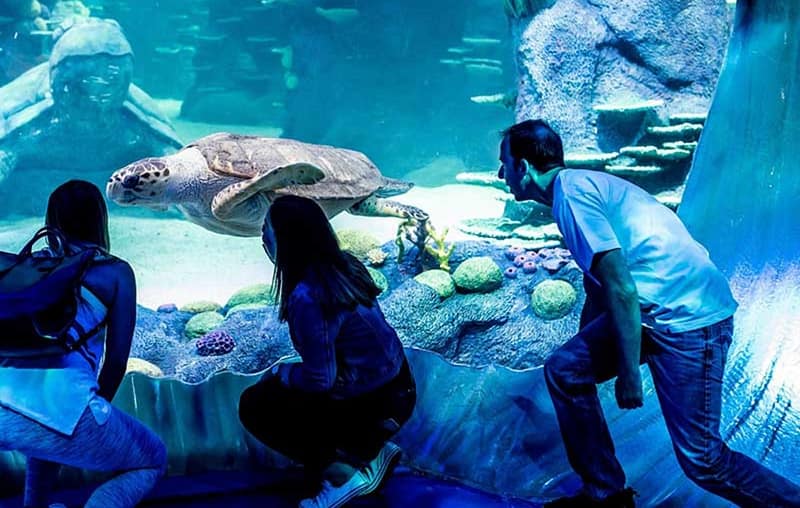 Marine Magic Awaits: Dubai Aquarium & Penguin Cove For 1, 2, Or 4! Dubai - Image 7